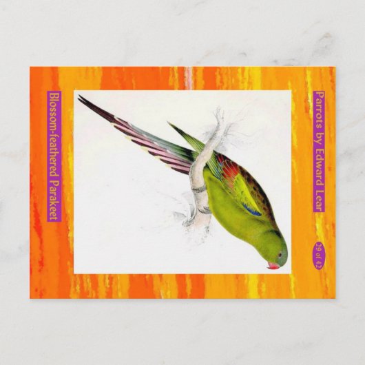 エドワード・リア。花の羽のあるインコ。 ポストカード (正面)