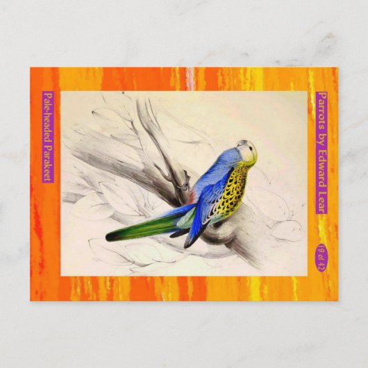 エドワード・リア。頭淡い色ののParakeet ポストカード (正面)