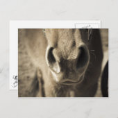 エド信じられないい食用の氏 ポストカード (正面/裏面)