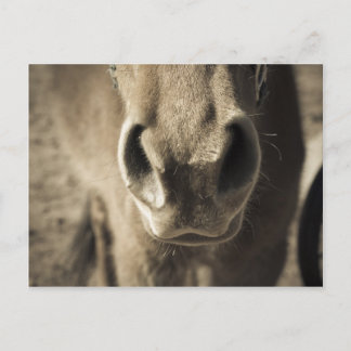 エド信じられないい食用の氏 ポストカード