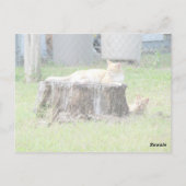 エニーミーニーマイニーモー… ポストカード (裏面)