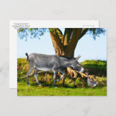 『エノとアンリの若者』はがき ポストカード (正面/裏面)