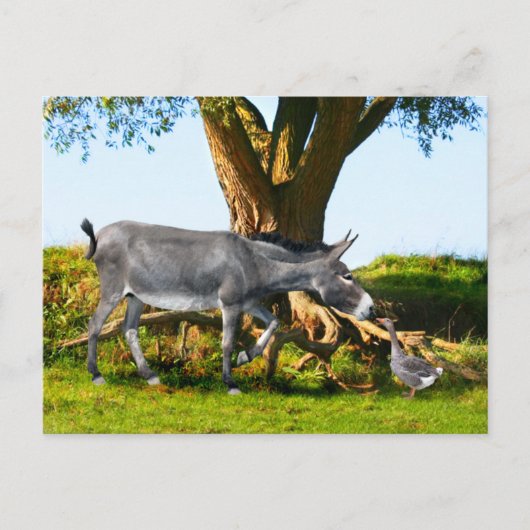 『エノとアンリの若者』はがき ポストカード (正面)