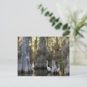 エバグレーズ国立公園 ポストカード (スタンド正面)