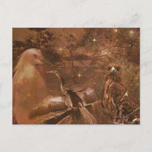 エバグレーズ - フロリダ州の国立公園 ポストカード (正面)