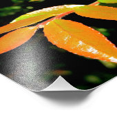 エバーグリーンハックルベリー フォトプリント            (角)