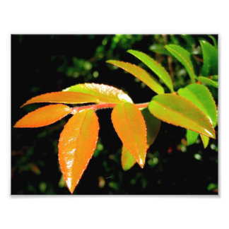 エバーグリーンハックルベリー フォトプリント           