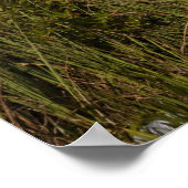 エバーグレーズのメラルーカの木 ポスター (角)