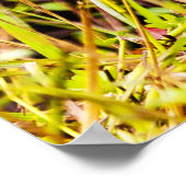 エバーグレーズの雪の緑 ポスター (角)