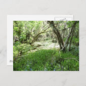 エバーグレーズ – 湿地 – 湿地 ポストカード (正面/裏面)