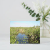 エバーグレーズ – 湿地 – 湿地 ポストカード (スタンド正面)