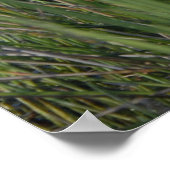 エバ素晴らしグレーズグラスの青いヘロン ポスター (角)