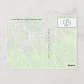 エバ素晴らしーグレーズ国立公園ブルーヘロン ポストカード (裏面)