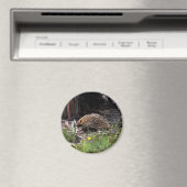 エヒドナ マグネット (インサイチュ (食洗機))