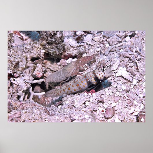 エビのゴビーとエビ ポスター (正面)