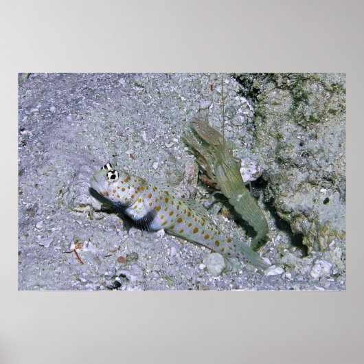 エビのゴビーとパートナー ポスター (正面)