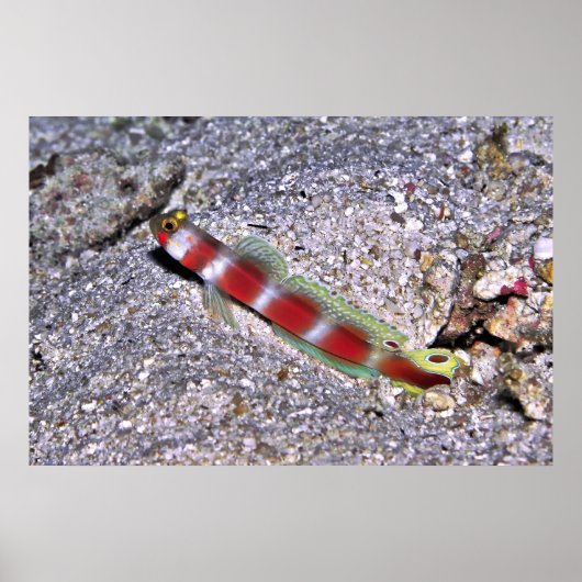 エビのゴビーモルディブ ポスター (正面)