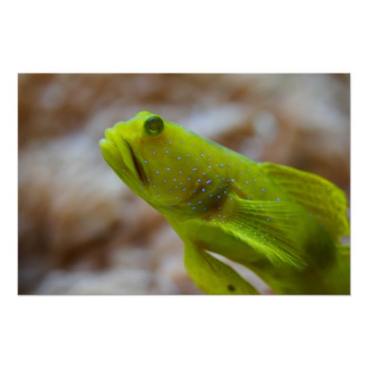 エビのゴビー ポスター (正面)