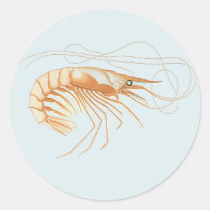 エビまたはクルマエビ、ヴィンテージ海洋生物海洋動物 ラウンドシール
