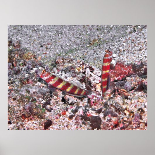 エビゴビーデュオ ポスター (正面)