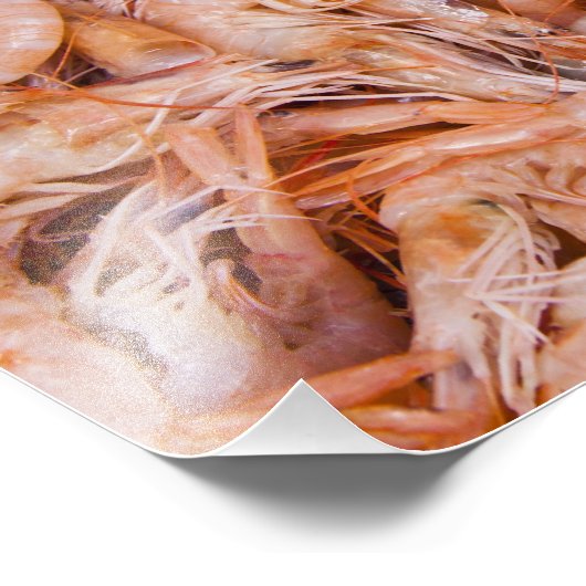 エビ フォトプリント            (角)