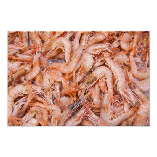 エビ フォトプリント            (正面)