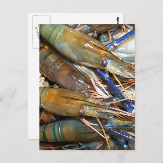 エビ ポストカード (正面/裏面)