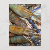 エビ ポストカード (正面)