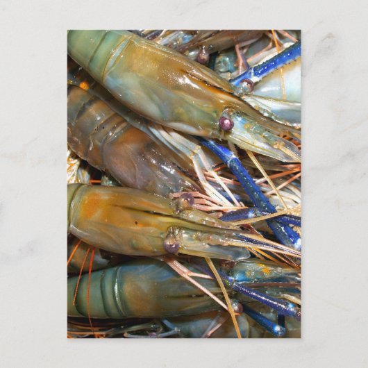 エビ ポストカード (正面)