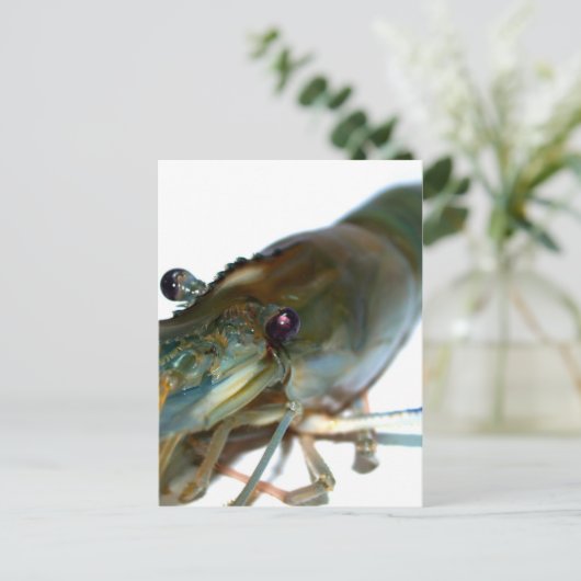 エビ ポストカード (スタンド正面)