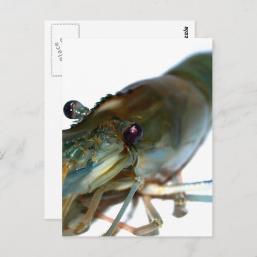 エビ ポストカード (正面/裏面)