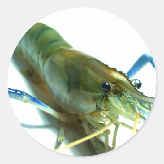 エビ ラウンドシール (正面)