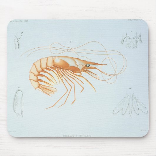 エビ、海洋生物のヴィンテージ、マリンライフ マウスパッド (正面)