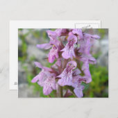 エピアールデマレ(2) ポストカード (正面/裏面)