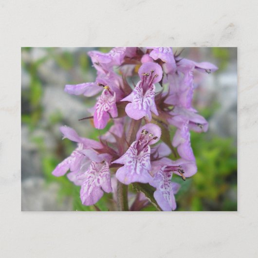 エピアールデマレ(2) ポストカード (正面)