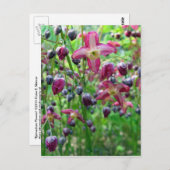 エピメディアの花 ポストカード (正面/裏面)