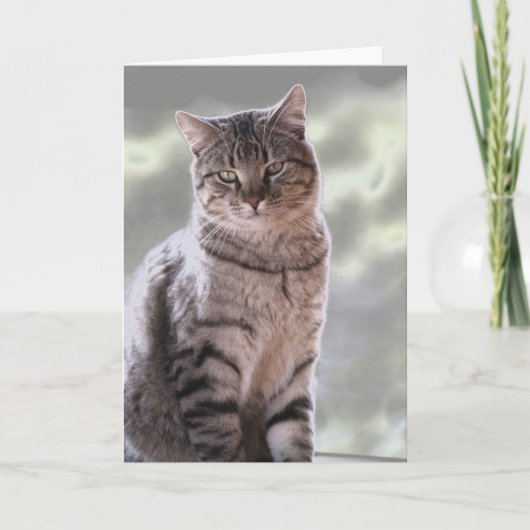 エフライムの猫 カード (正面)