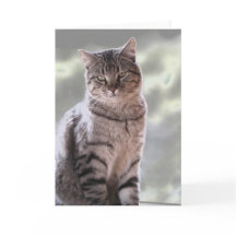 エフライムの猫