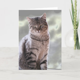 エフライムの猫 カード