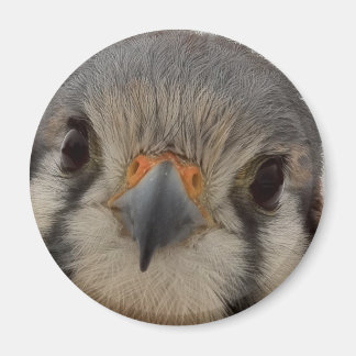 エベレット マグネット