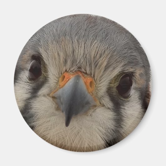 エベレット マグネット (正面)