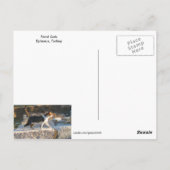 エペソ猫はがき ポストカード (裏面)