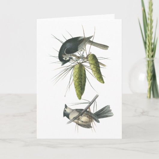 エボシガラ、ジョンAudubon カード (正面)