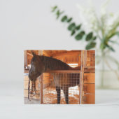 エポックエステーツワイナリーの納屋にいる茶色の馬 ポストカード (スタンド正面)