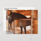 エポックエステーツワイナリーの納屋にいる茶色の馬 ポストカード (正面/裏面)
