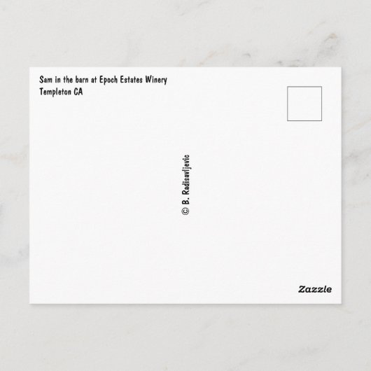 エポックエステーツワイナリーの納屋にいる茶色の馬 ポストカード (裏面)