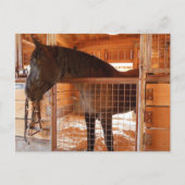 エポックエステーツワイナリーの納屋にいる茶色の馬 ポストカード (正面)