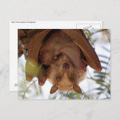 エポーレットオオコウモリ; 親子 ポストカード (正面/裏面)