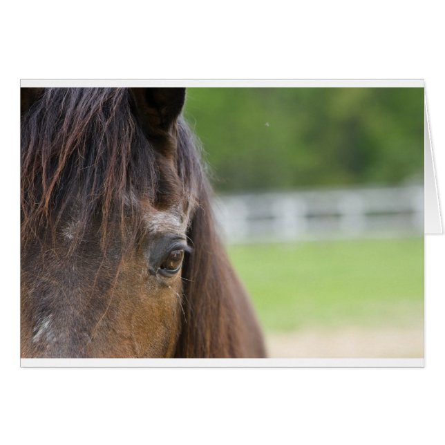 エマの目 (正面横)