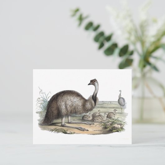 エミュ ポストカード (スタンド正面)